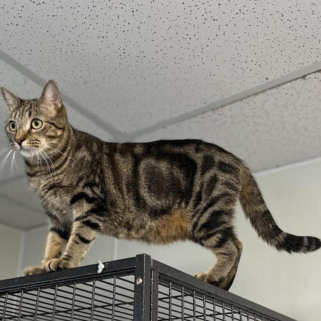 Fender, a Adoptable Domestic Short Hair in Fletcher, NC image 4/6