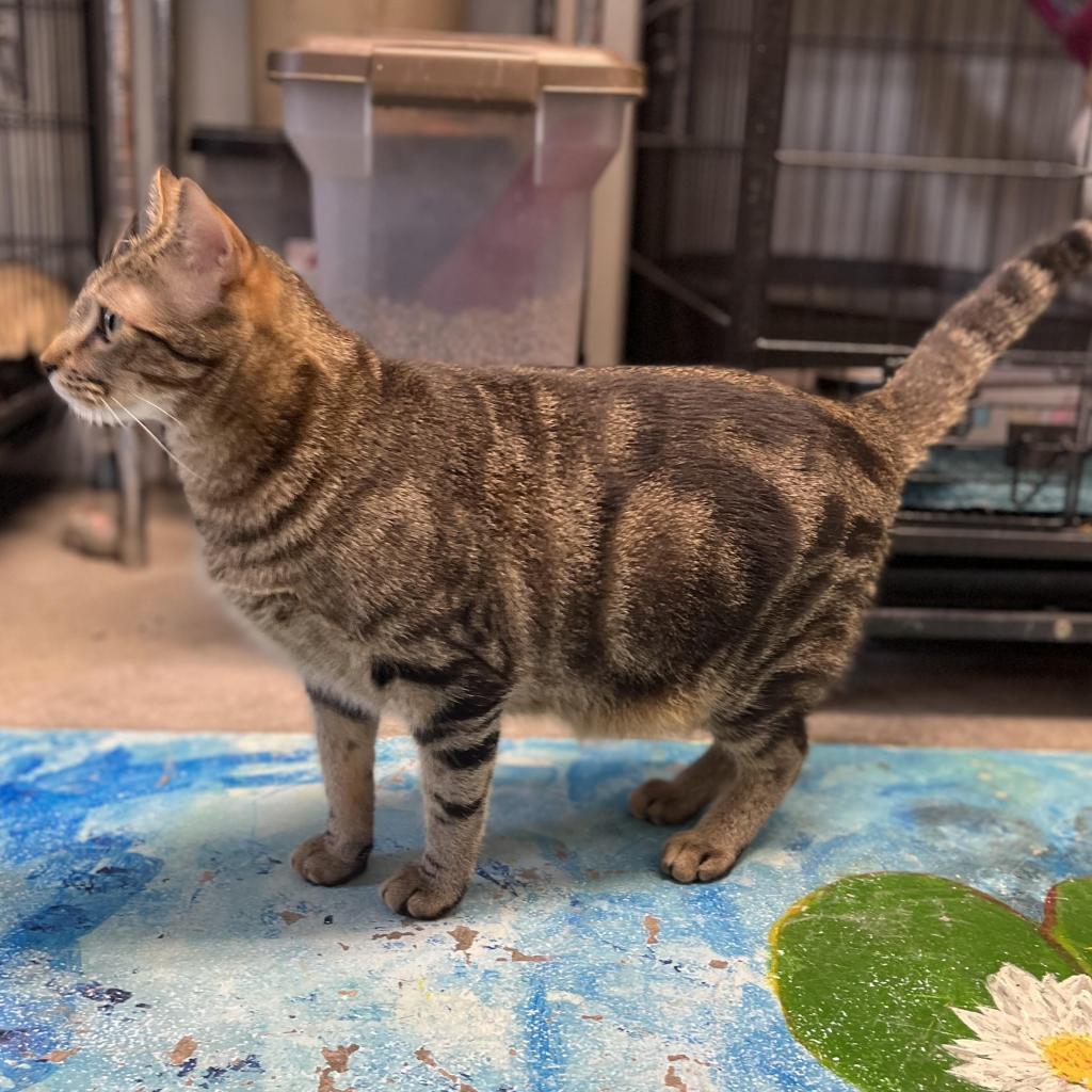 Enlarge Fender, a Adoptable Domestic Short Hair in Fletcher, NC image 5/6