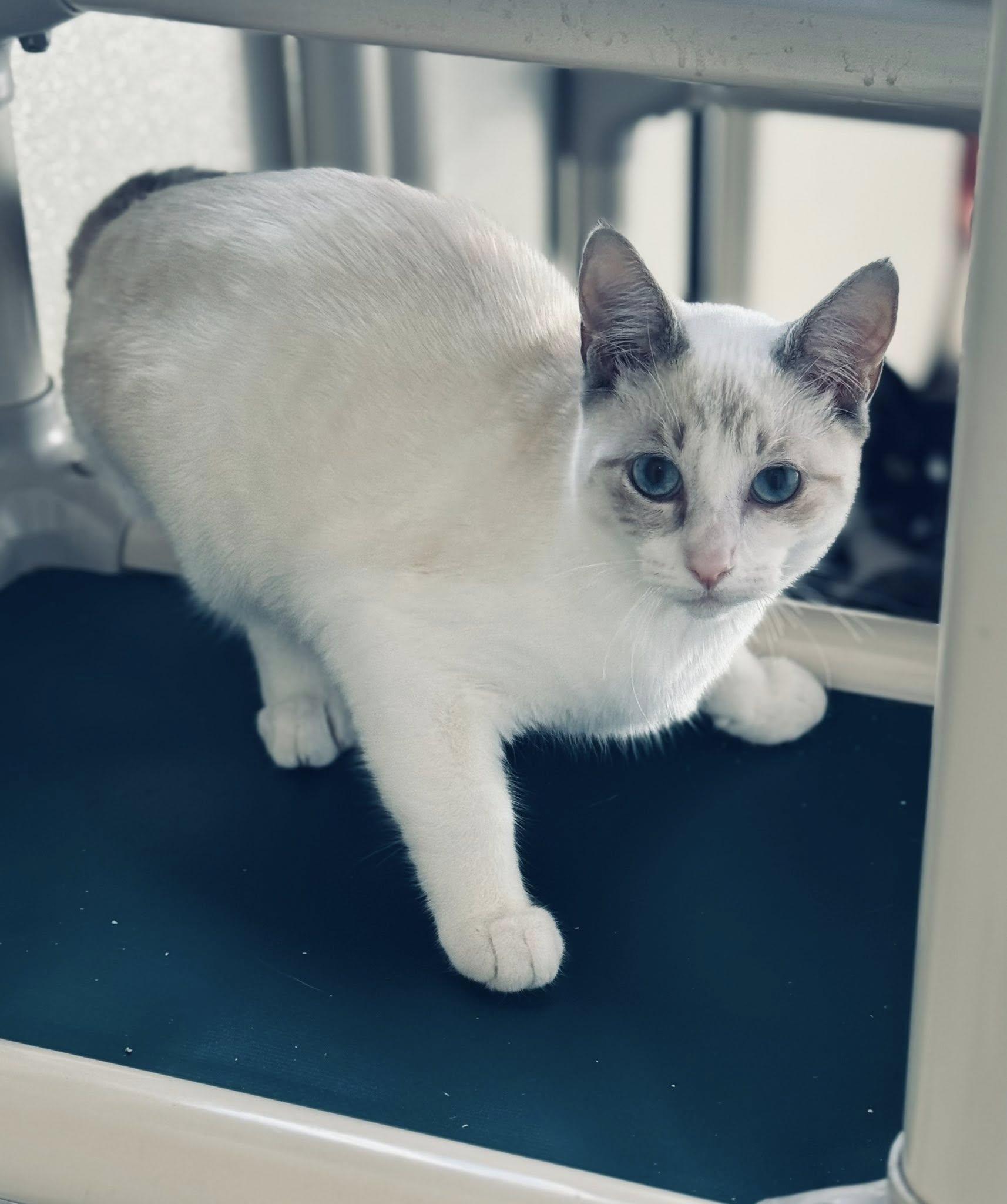 ANDREA, an adoptable Siamese in Prineville, OR, 97754 | Photo Image 1