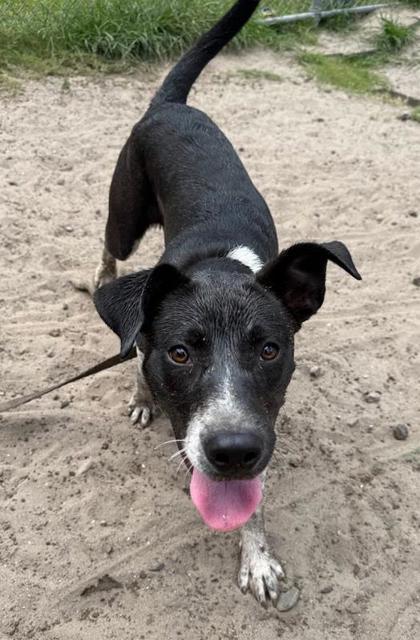 Enlarge Shy, a Adoptable mixed breed in Savannah, GA image 1/1