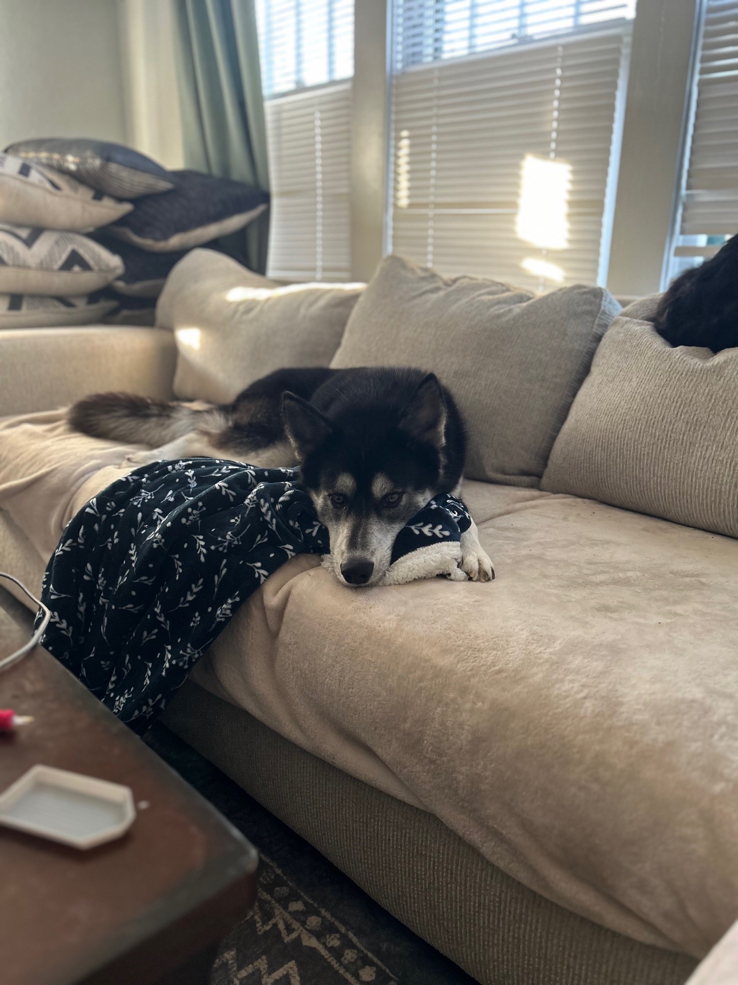 Enlarge Maverick, a Adopted Husky in Tecumseh, OK image 2/3