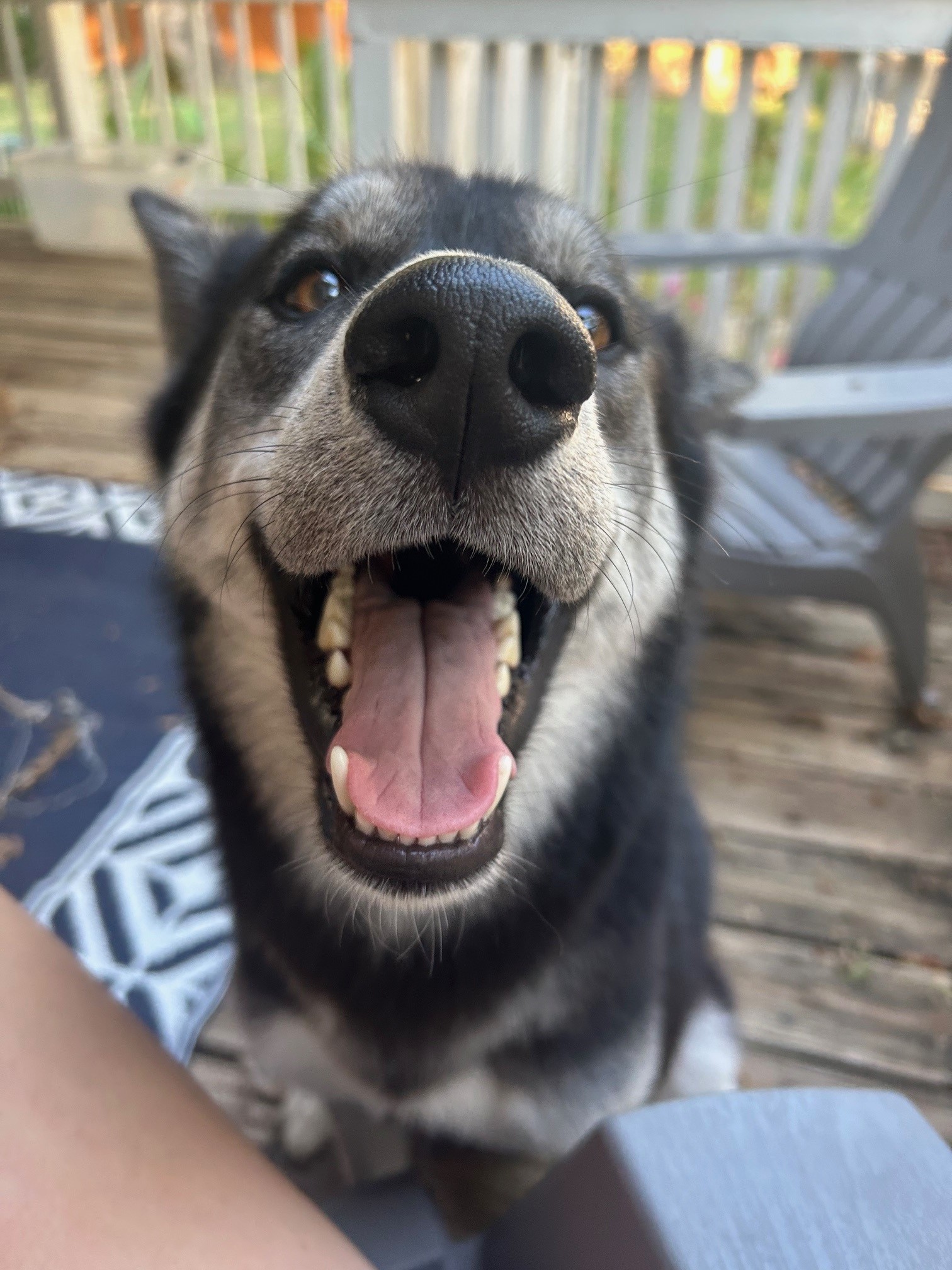 Maverick, Adopted, Young Male Husky.