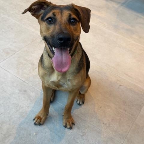 Joanie - (MA), Adoptable, Young Female German Shepherd Dog & Hound.