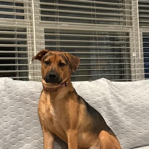 Enlarge Joanie - (MA), a Adoptable mixed breed in Boston, MA image 2/6