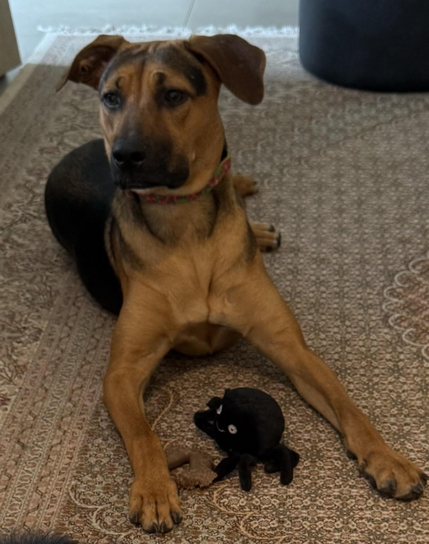 Enlarge Joanie - (MA), a Adoptable mixed breed in Boston, MA image 3/6