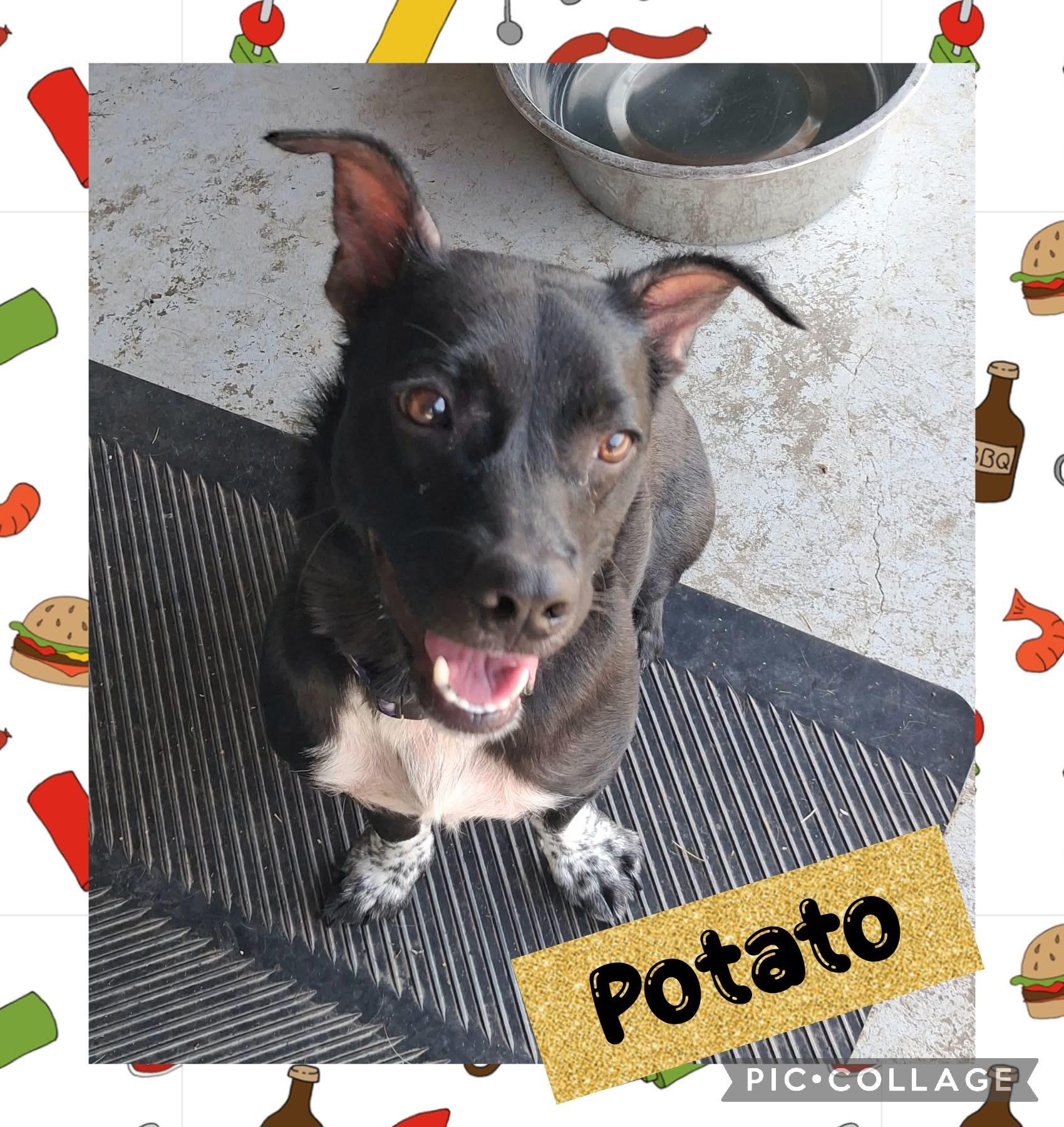 Potato (lowrider), Adopted, Young Male Mixed Breed.