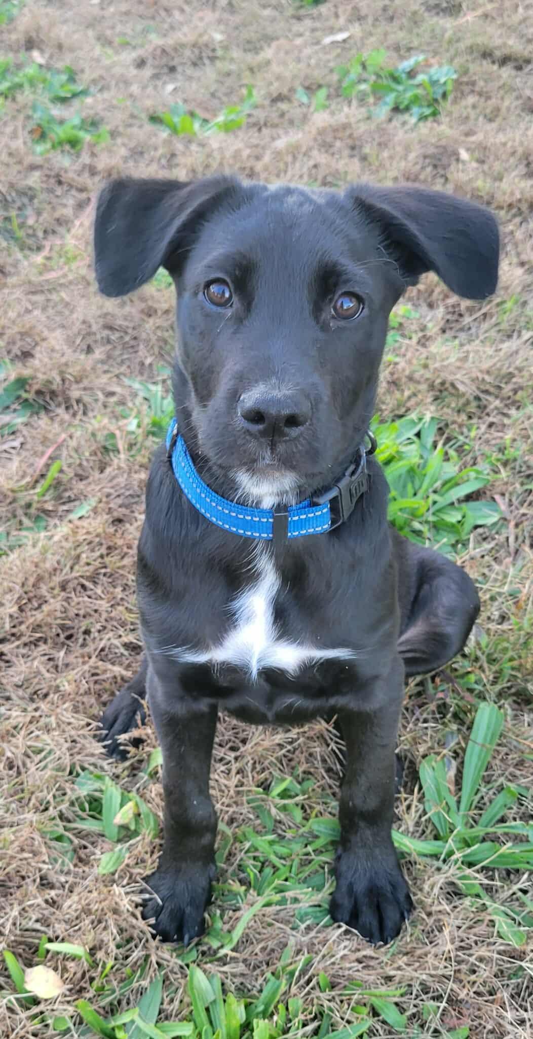 Panda!, a Adoptable mixed breed in Roseville, CA image 1/6