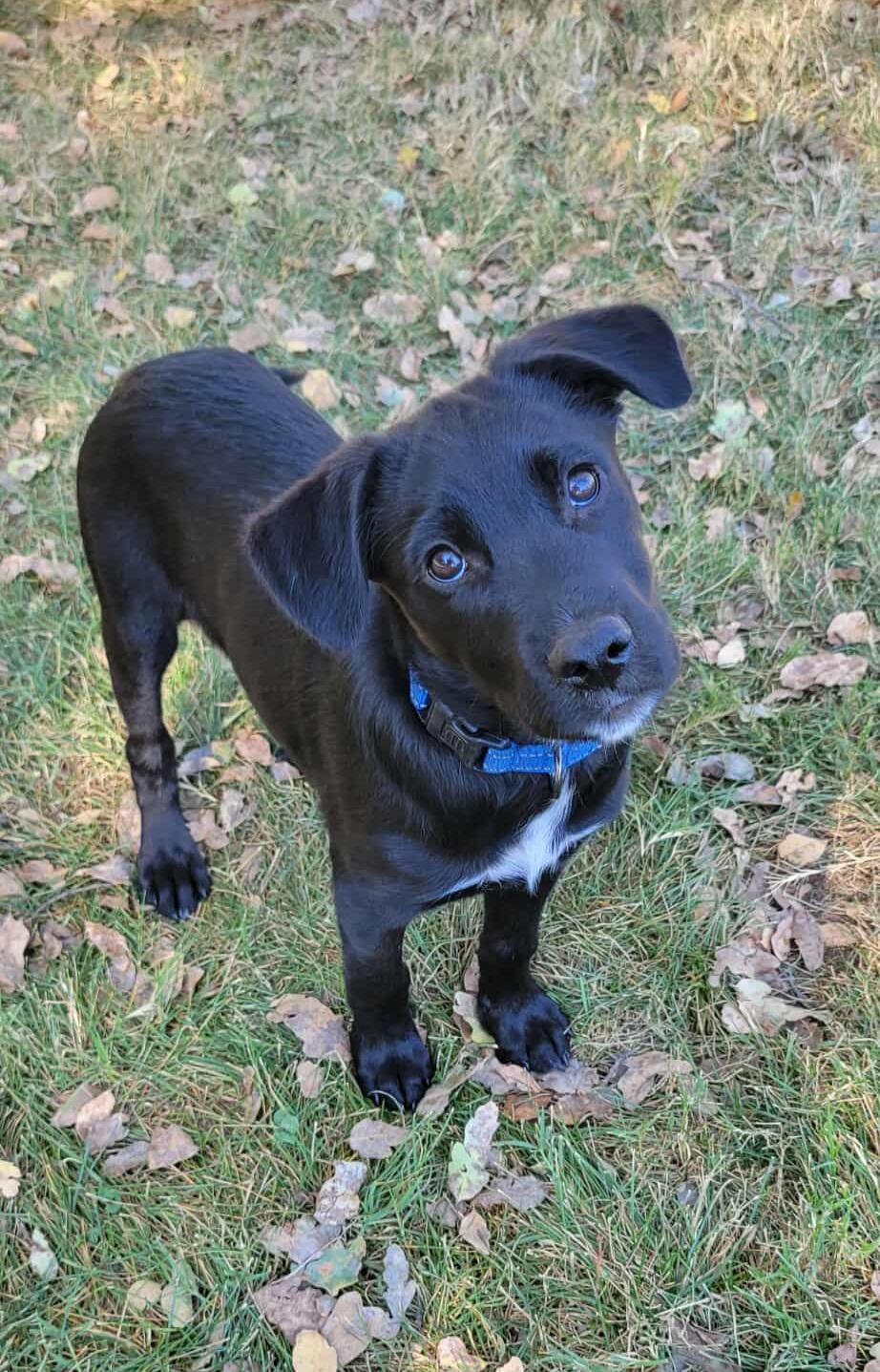 Panda!, Adoptable, Puppy Male Belgian Shepherd / Malinois.