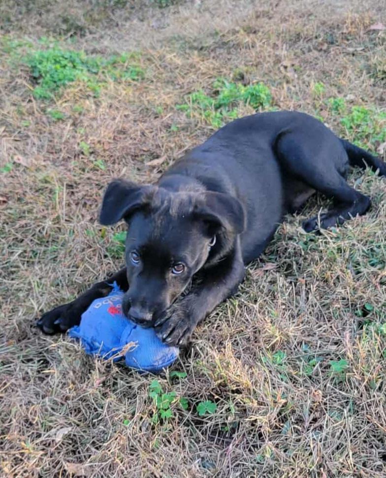 Panda!, a Adoptable mixed breed in Roseville, CA image 3/6