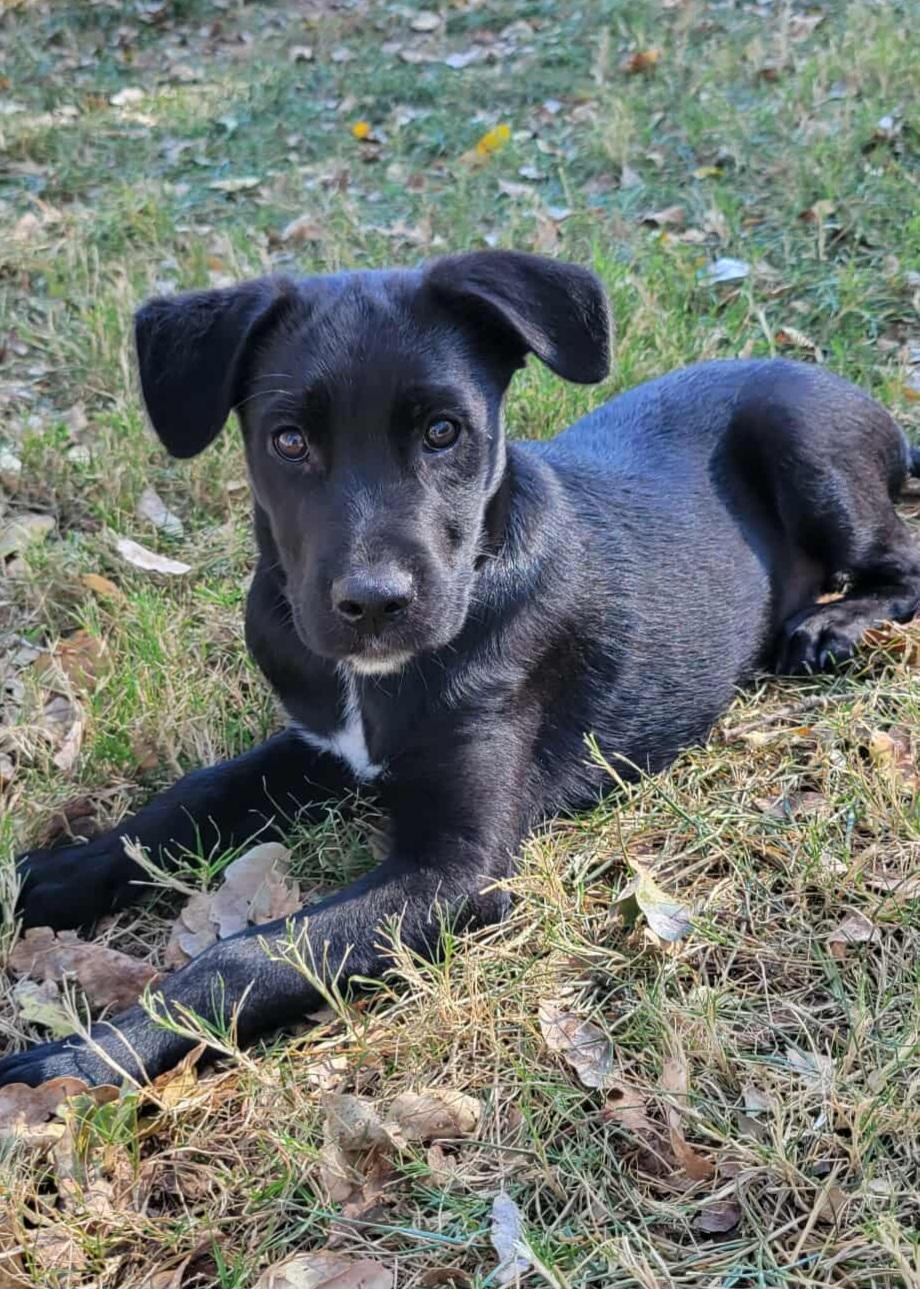 Panda!, a Adoptable mixed breed in Roseville, CA image 4/6
