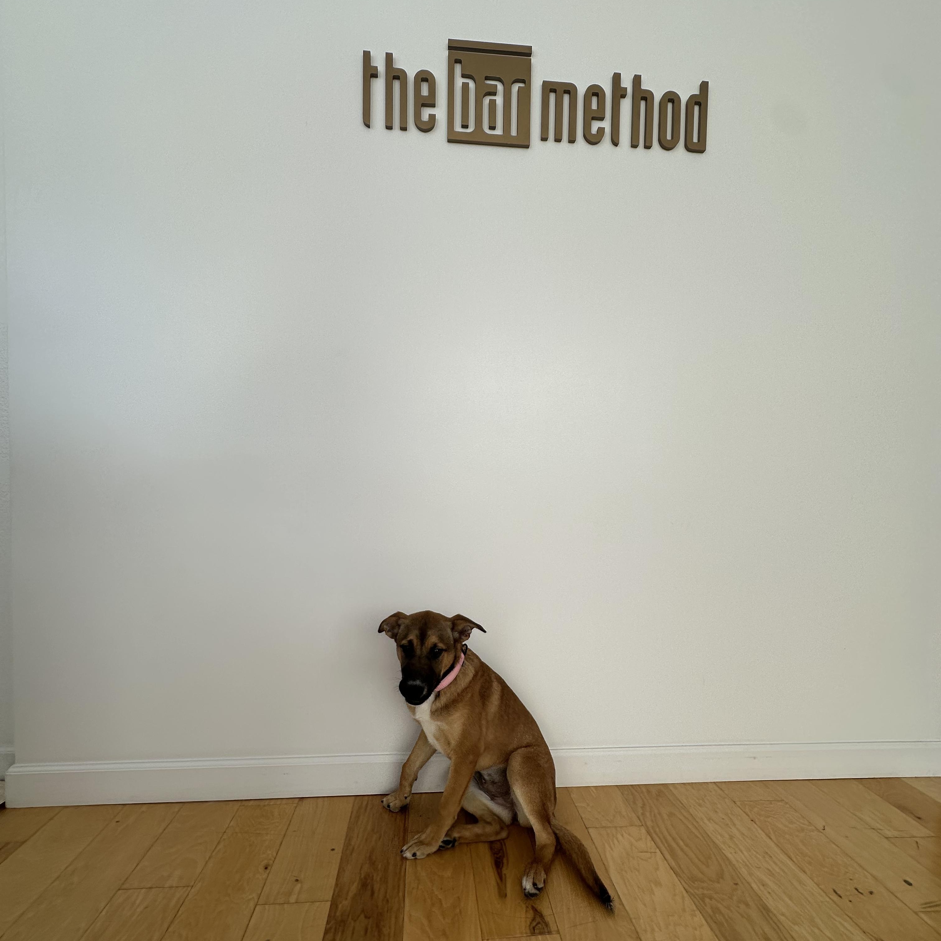 Enlarge NALA!, a Adoptable mixed breed in San Deigo, CA image 4/6