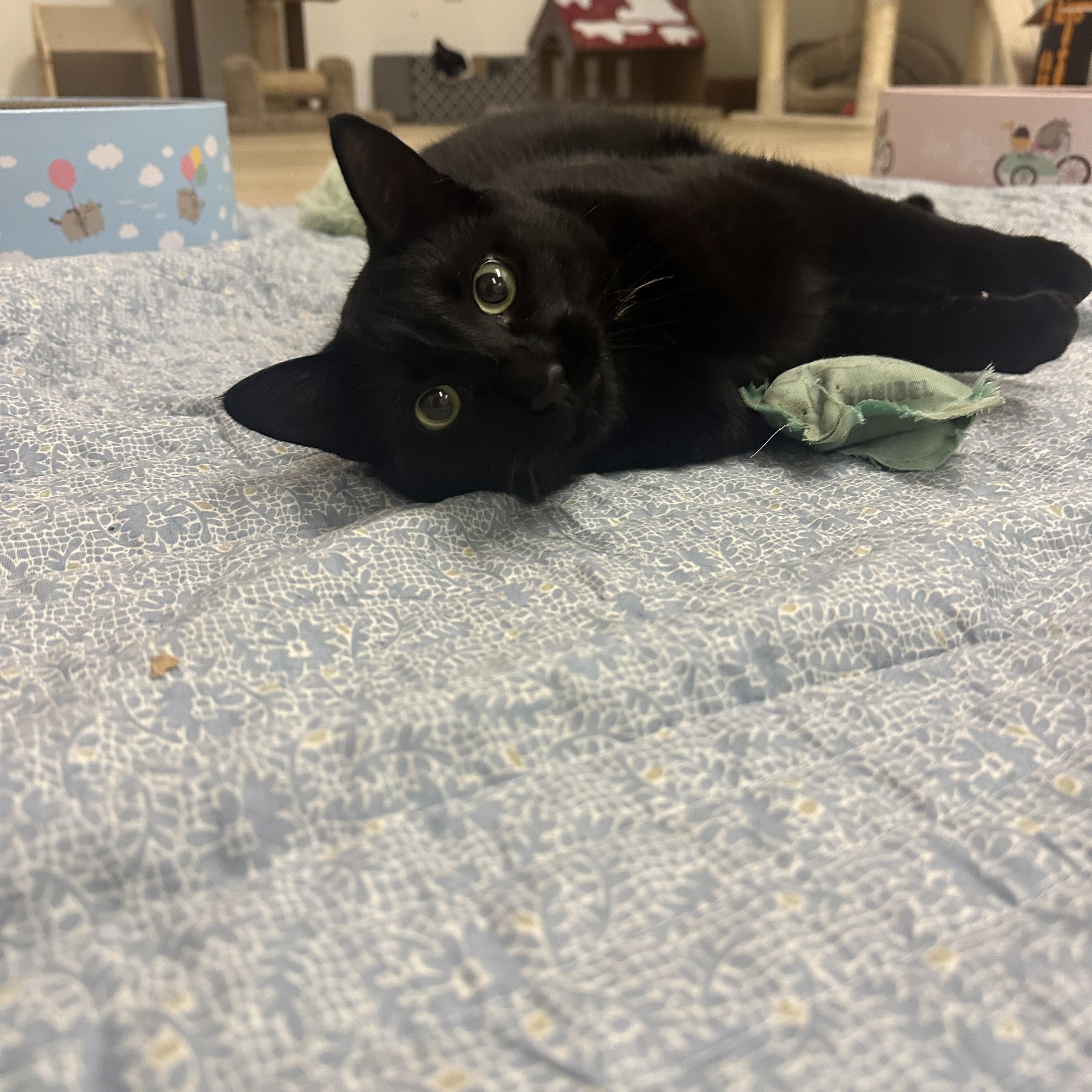 Enlarge Sweetheart, a Adoptable Domestic Short Hair in Branford, CT image 1/2