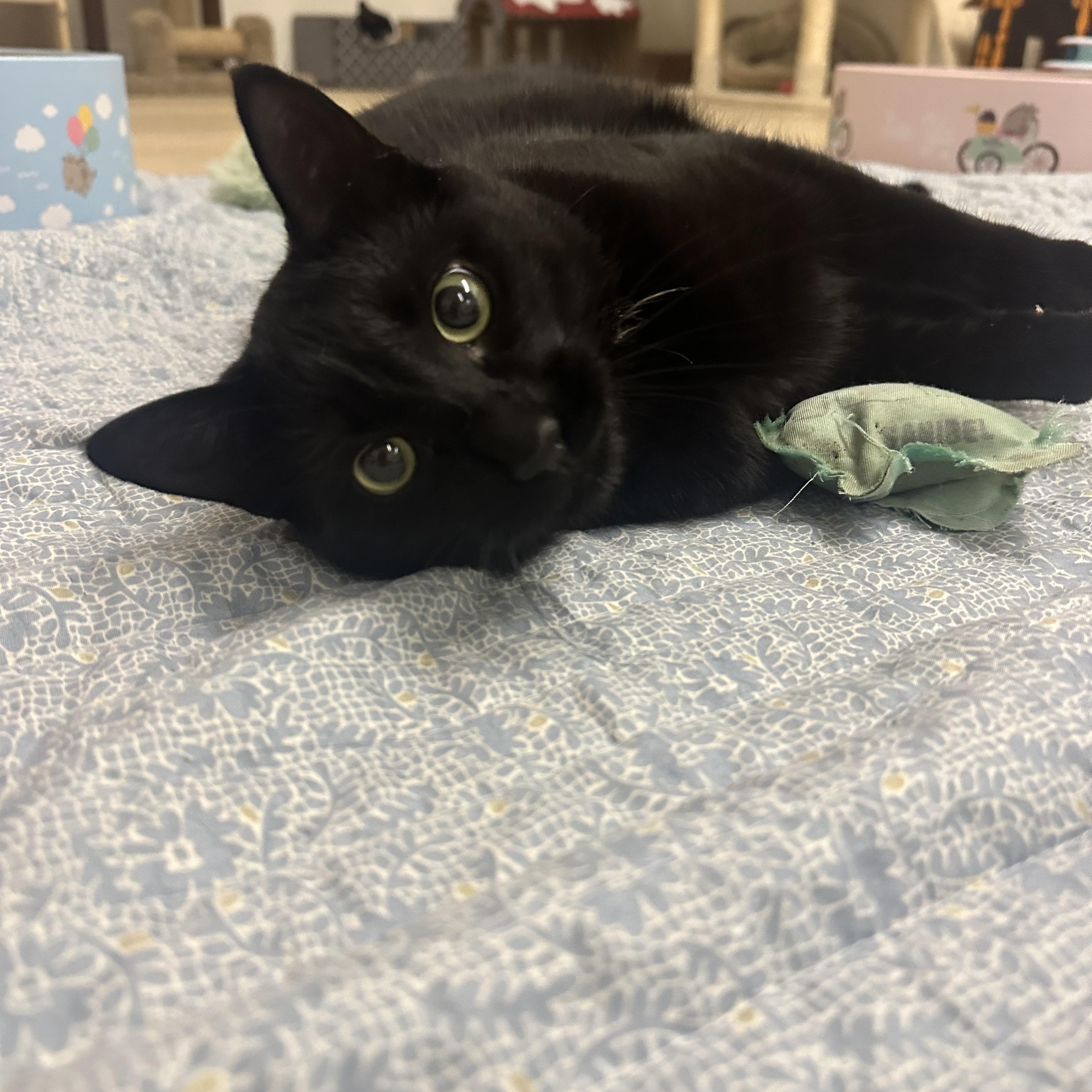 Enlarge Sweetheart, a Adoptable Domestic Short Hair in Branford, CT image 2/2