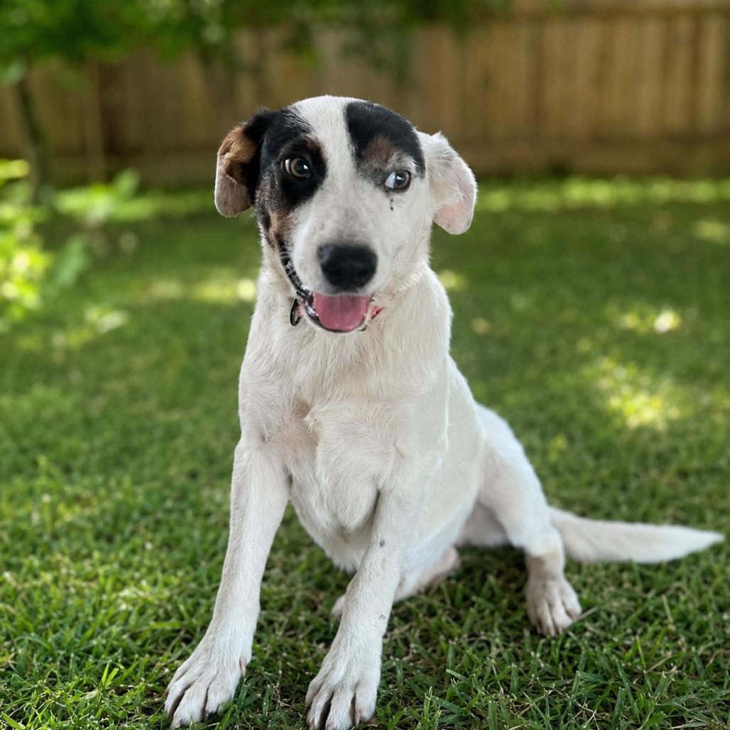 Annabelle, Adoptable, Young Female Cattle Dog & Mixed Breed.