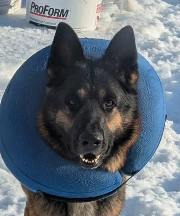 Zeus GSD: not at the shelter (Tiffany), Adoptable, Adult Male German Shepherd Dog.