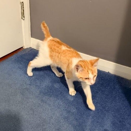 Rocco Coming In, ADOPTABLE, Kitten Male Domestic Short Hair.