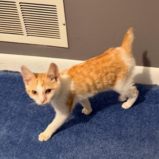 Enlarge Rocco Coming In, a ADOPTABLE Domestic Short Hair in Clifton, NJ image 3/3