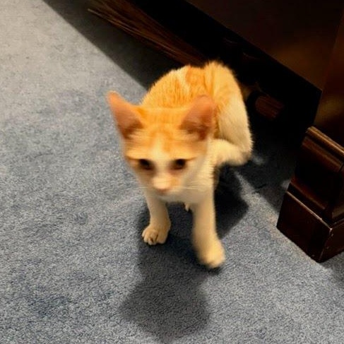 Enlarge Rocco Coming In, a ADOPTABLE Domestic Short Hair in Clifton, NJ image 2/3