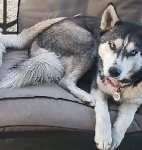 Enlarge Blue, a Adoptable Siberian Husky in Crossville, TN image 1/4