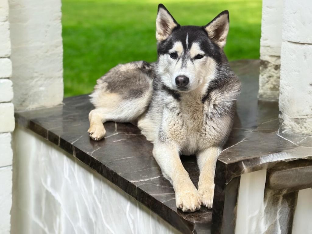Enlarge Blue, a Adoptable Siberian Husky in Crossville, TN image 2/4