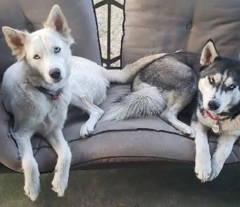 Enlarge Blue (and Sassy), a Adoptable Siberian Husky in Crossville, TN image 3/4