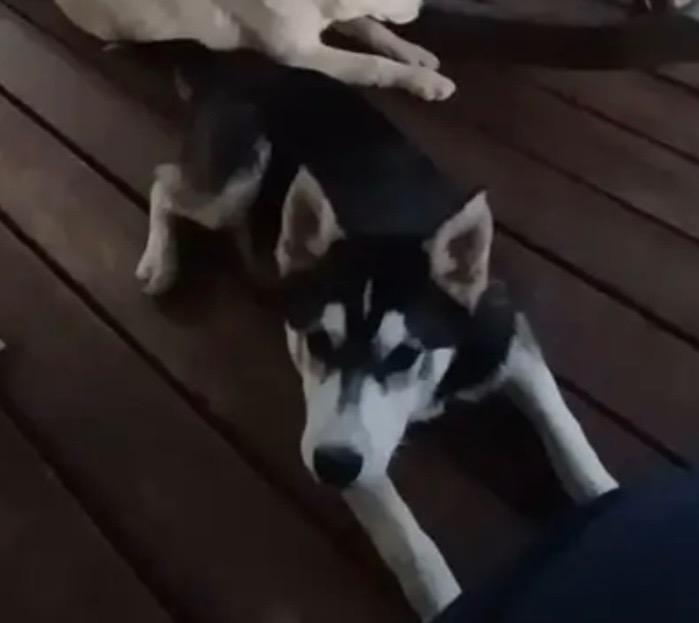 Enlarge Blue, a Adoptable Siberian Husky in Crossville, TN image 4/4