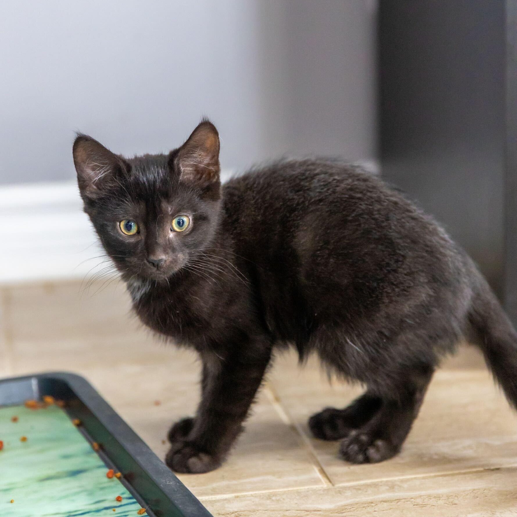 Angel, a Adoptable Domestic Short Hair in Wakefield, QC image 2/3