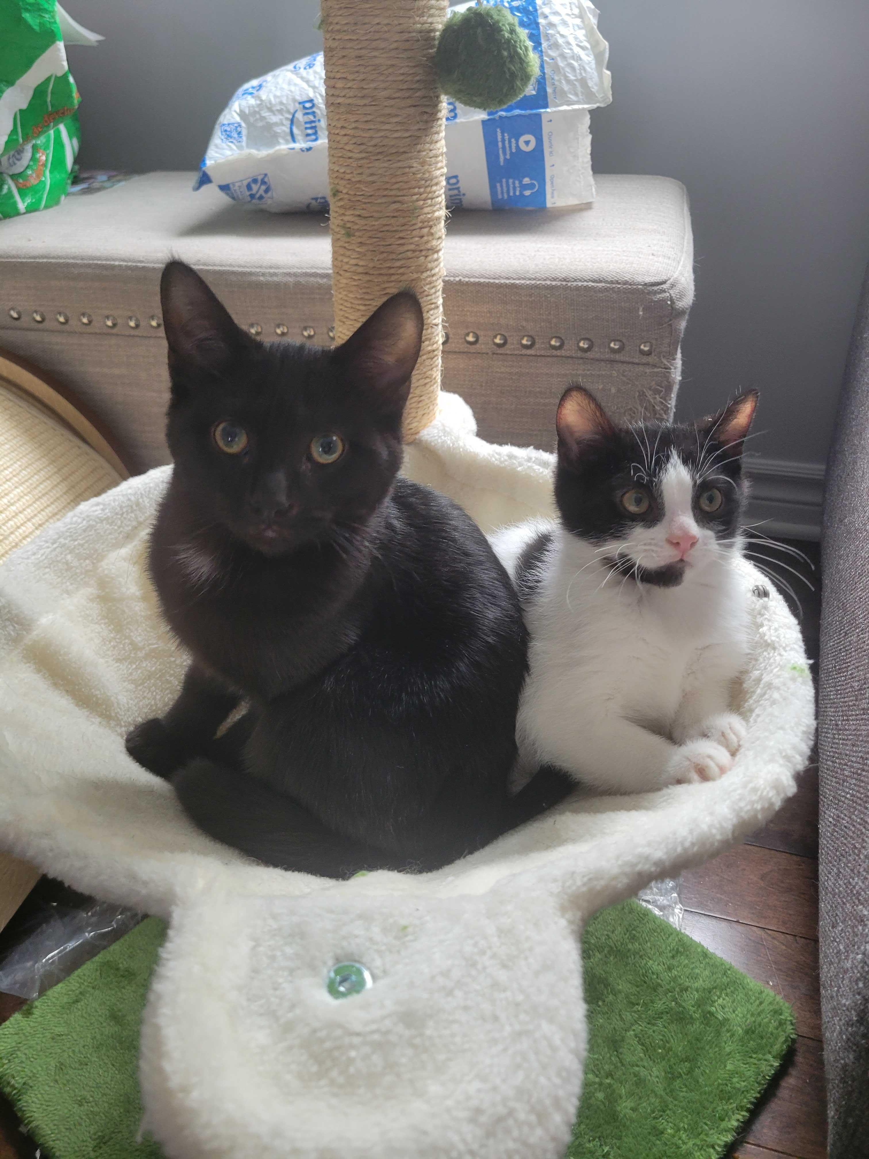 Enlarge Angel, an adopted Domestic Short Hair in Wakefield, QC image 1/6
