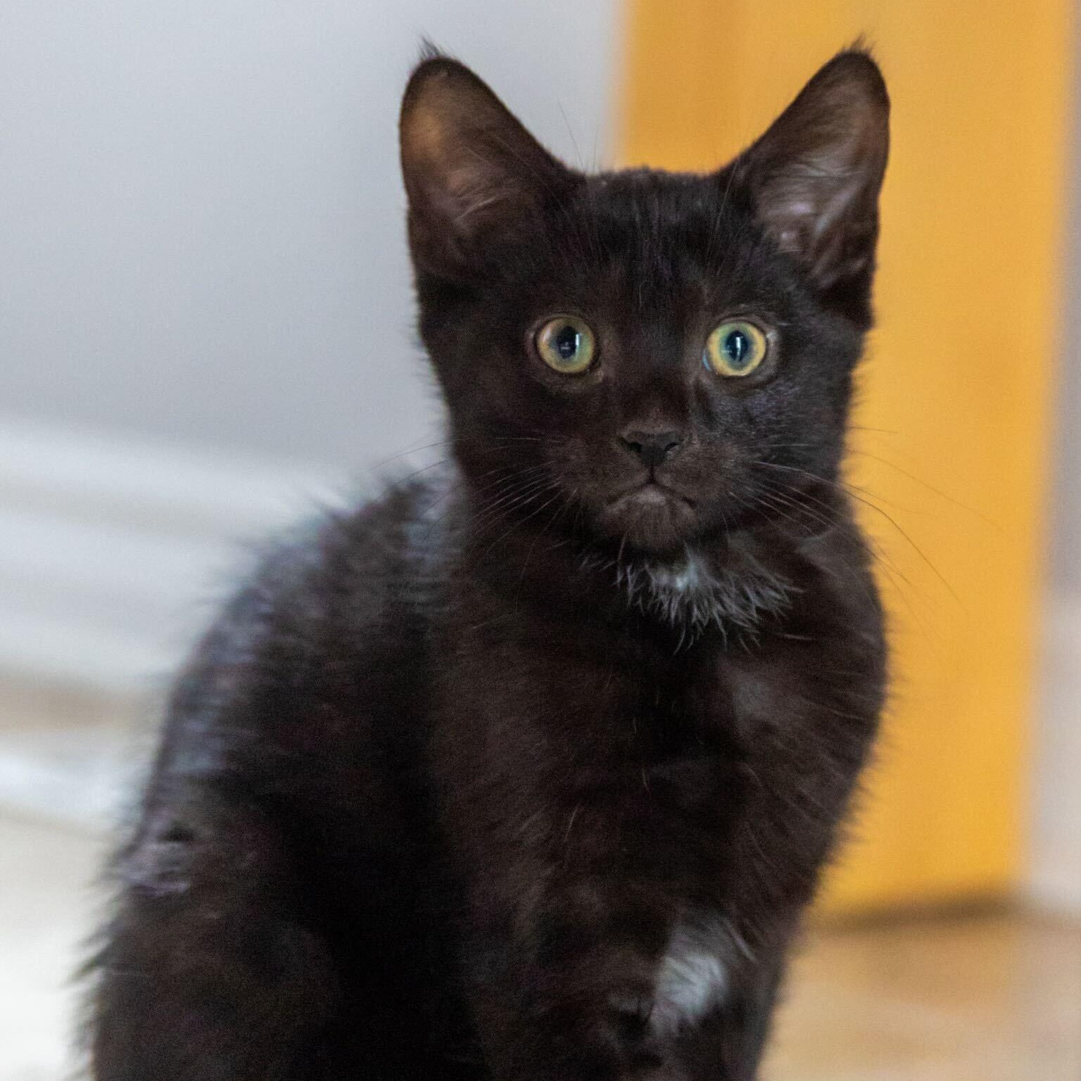 Angel, a Adoptable Domestic Short Hair in Wakefield, QC image 1/3