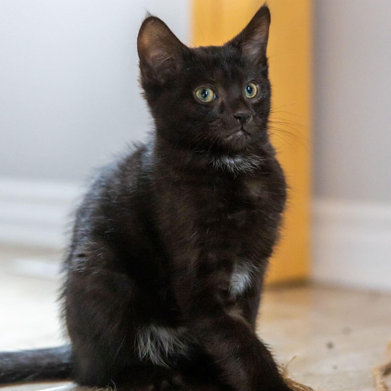 Angel, a Adoptable Domestic Short Hair in Wakefield, QC image 3/3