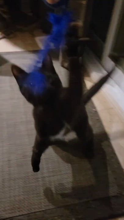 Enlarge Angel, an adopted Domestic Short Hair in Wakefield, QC video 2/6