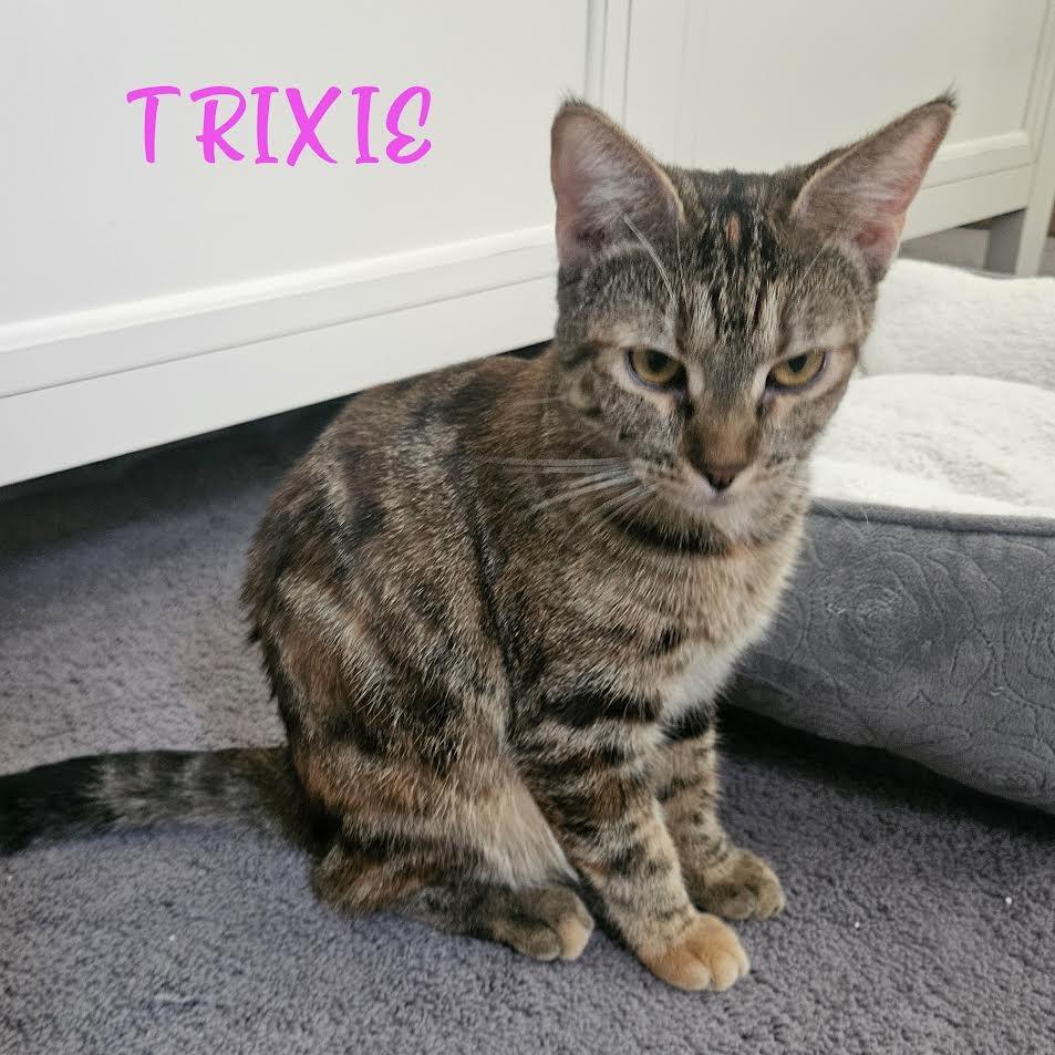 Enlarge Trixie, a Adoptable Domestic Short Hair in Las Vegas, NV image 2/4