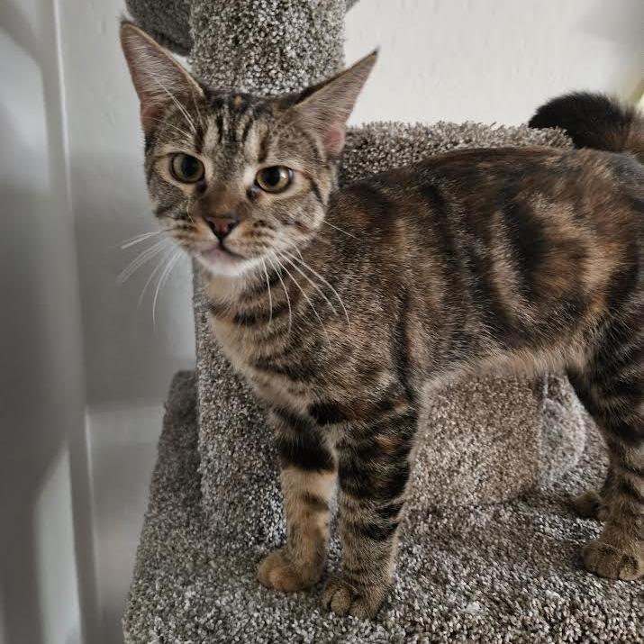 Enlarge Trixie, a Adoptable Domestic Short Hair in Las Vegas, NV image 3/4