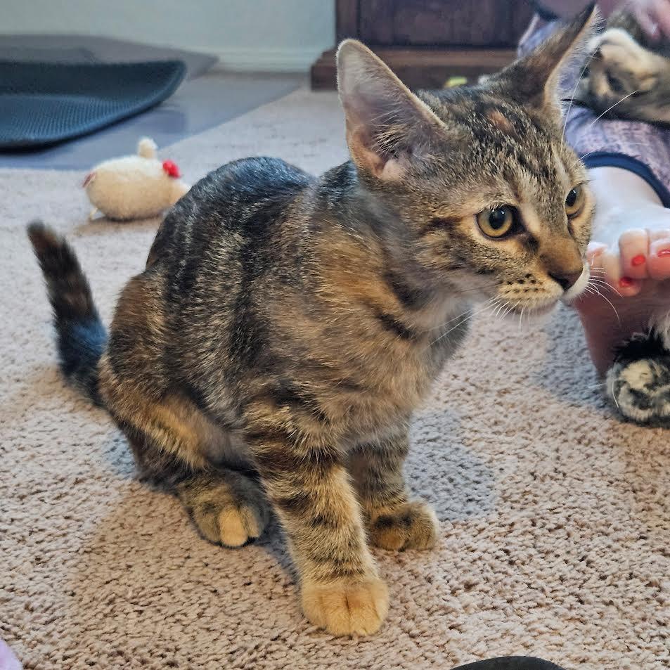 Enlarge Trixie, a Adoptable Domestic Short Hair in Las Vegas, NV image 4/4