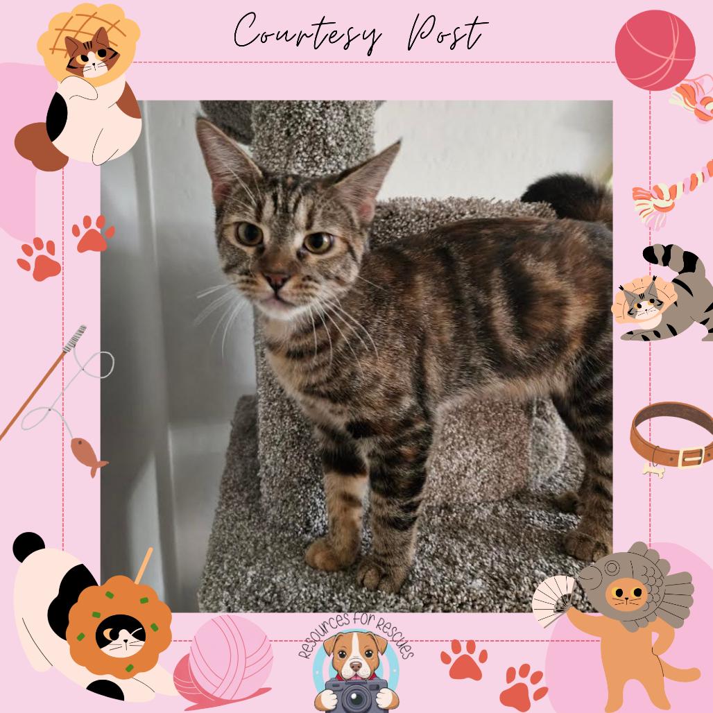 Trixie, Adoptable, Young Female Domestic Short Hair.