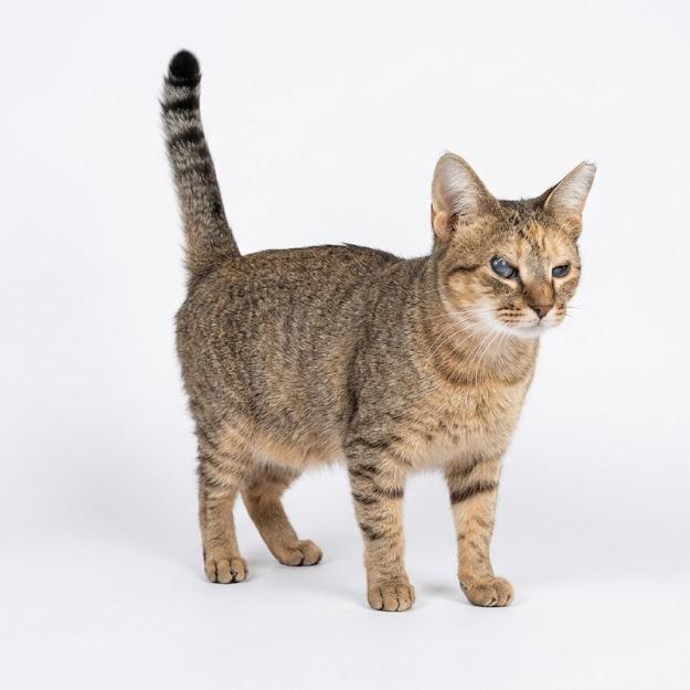 Caramel, Adoptable, Young Female Domestic Short Hair.