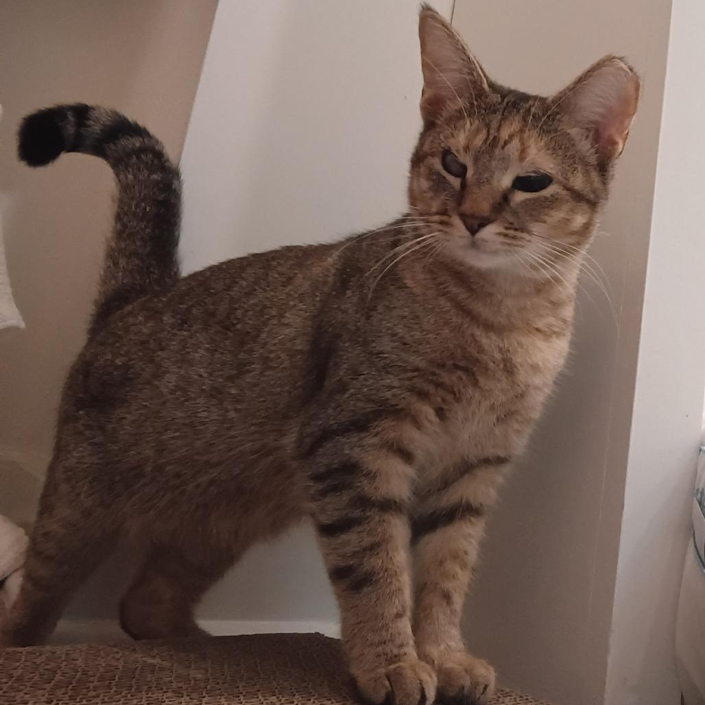 Enlarge Caramel, a Adoptable Domestic Short Hair in Mebane, NC image 2/5