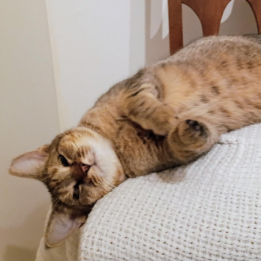 Enlarge Caramel, a Adoptable Domestic Short Hair in Mebane, NC image 3/5