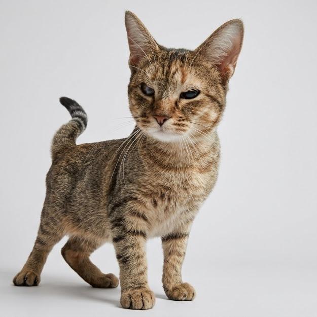 Enlarge Caramel, a Adoptable Domestic Short Hair in Mebane, NC image 4/5