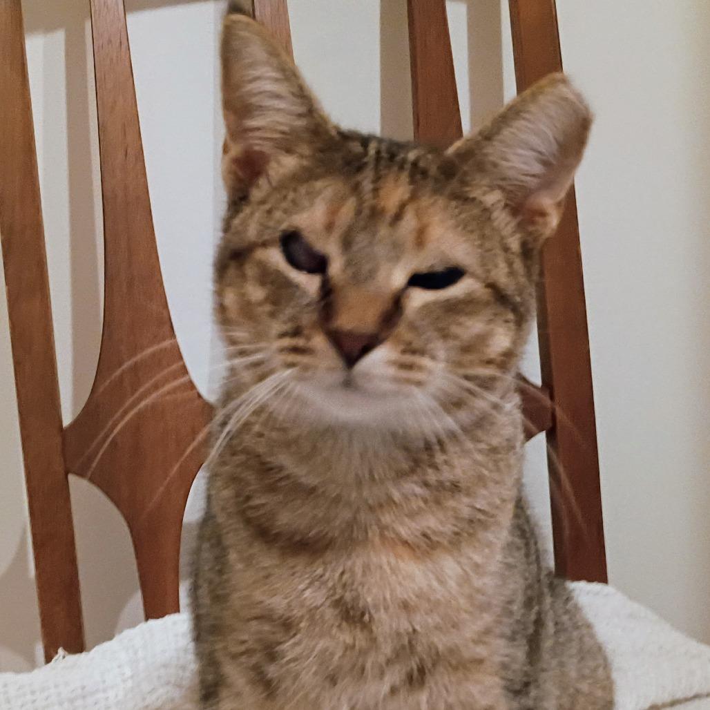 Enlarge Caramel, a Adoptable Domestic Short Hair in Mebane, NC image 5/5