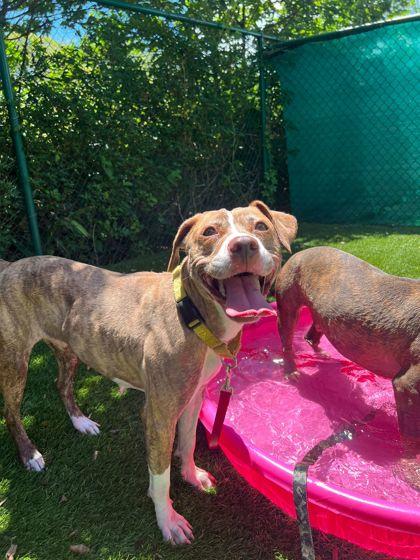 Gucci, Adoptable, Adult Female Mixed Breed & Mixed Breed.