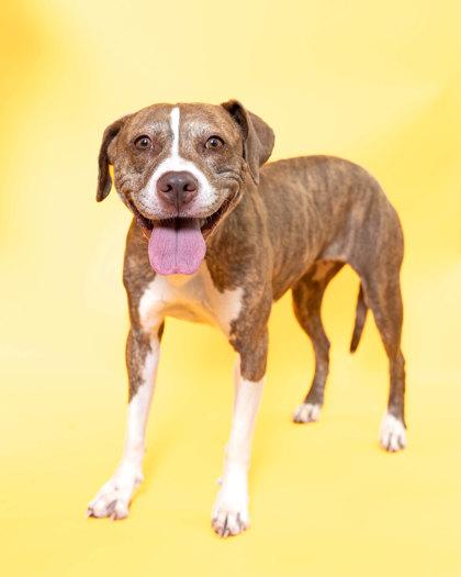 Gucci, a Adoptable Mixed Breed in North Miami Beach, FL image 2/3