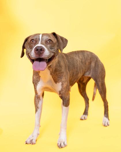 Gucci, a Adoptable Mixed Breed in North Miami Beach, FL image 3/3