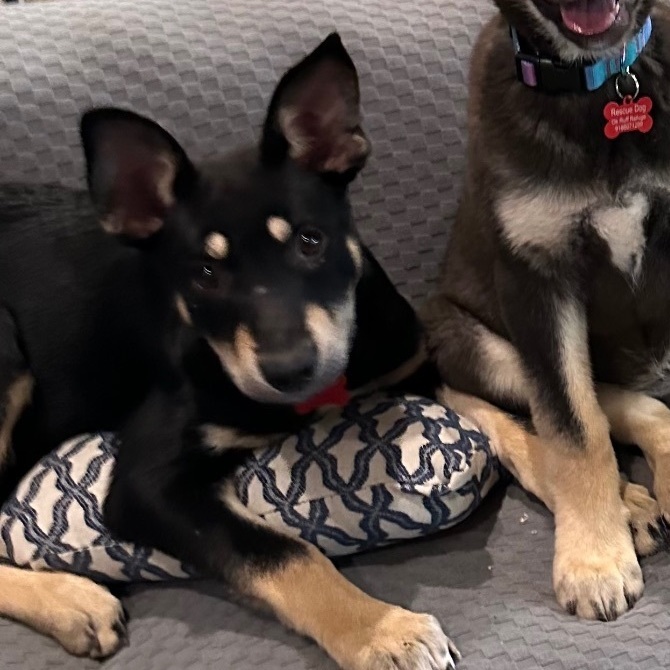 Biscuit , Adoptable, Puppy Female Australian Kelpie & Husky.