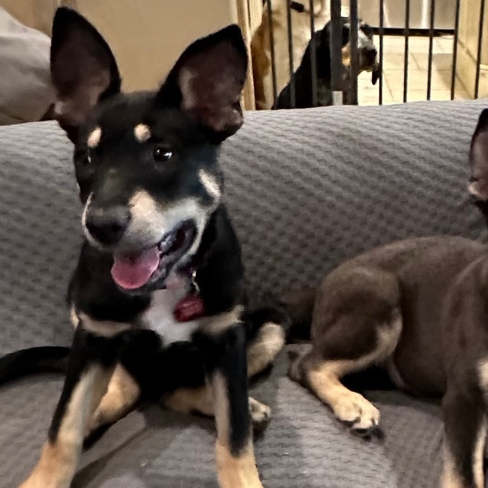 Biscuit , a Adoptable mixed breed in Bixby, OK image 2/4