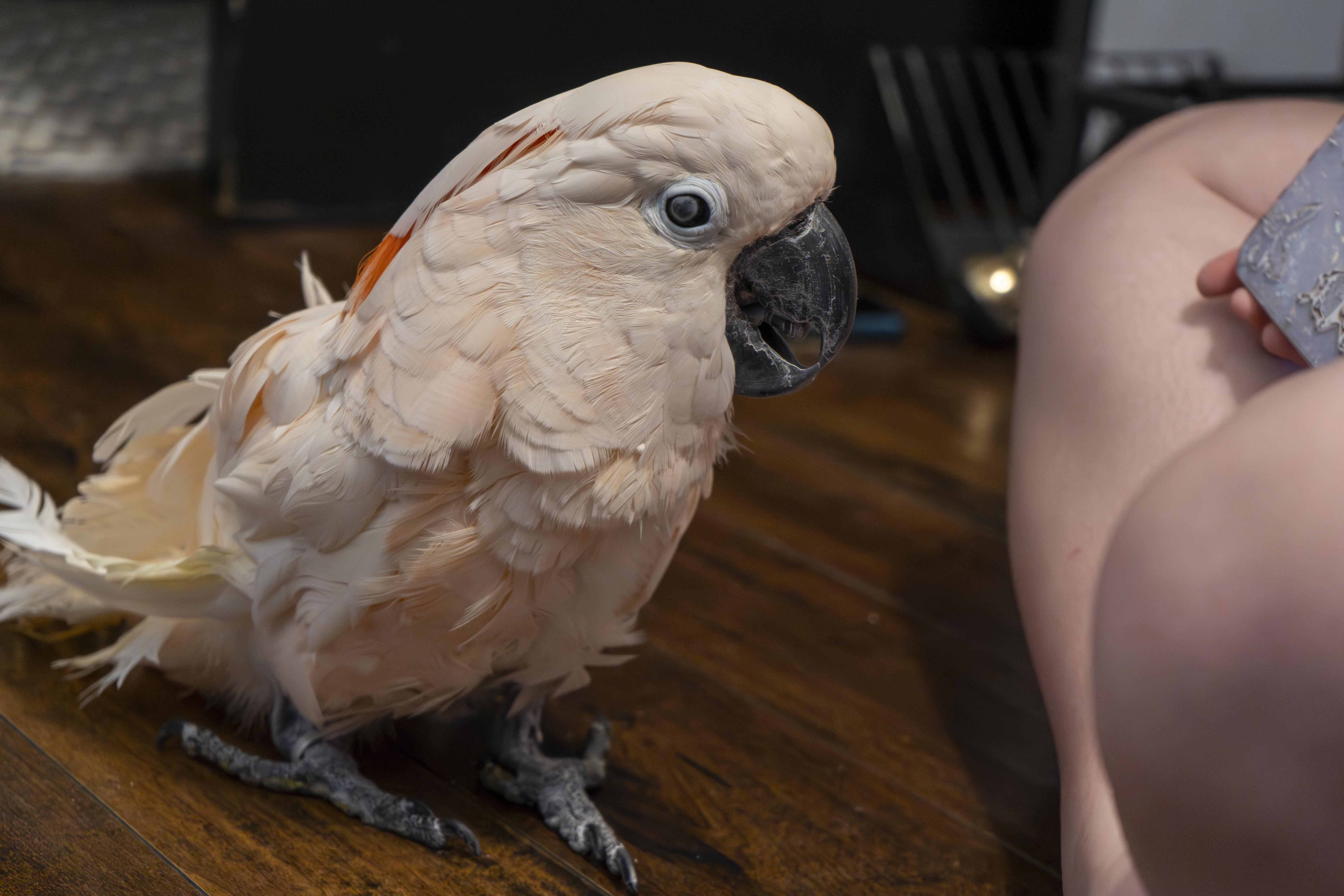 Nixon, Adult Male Cockatoo