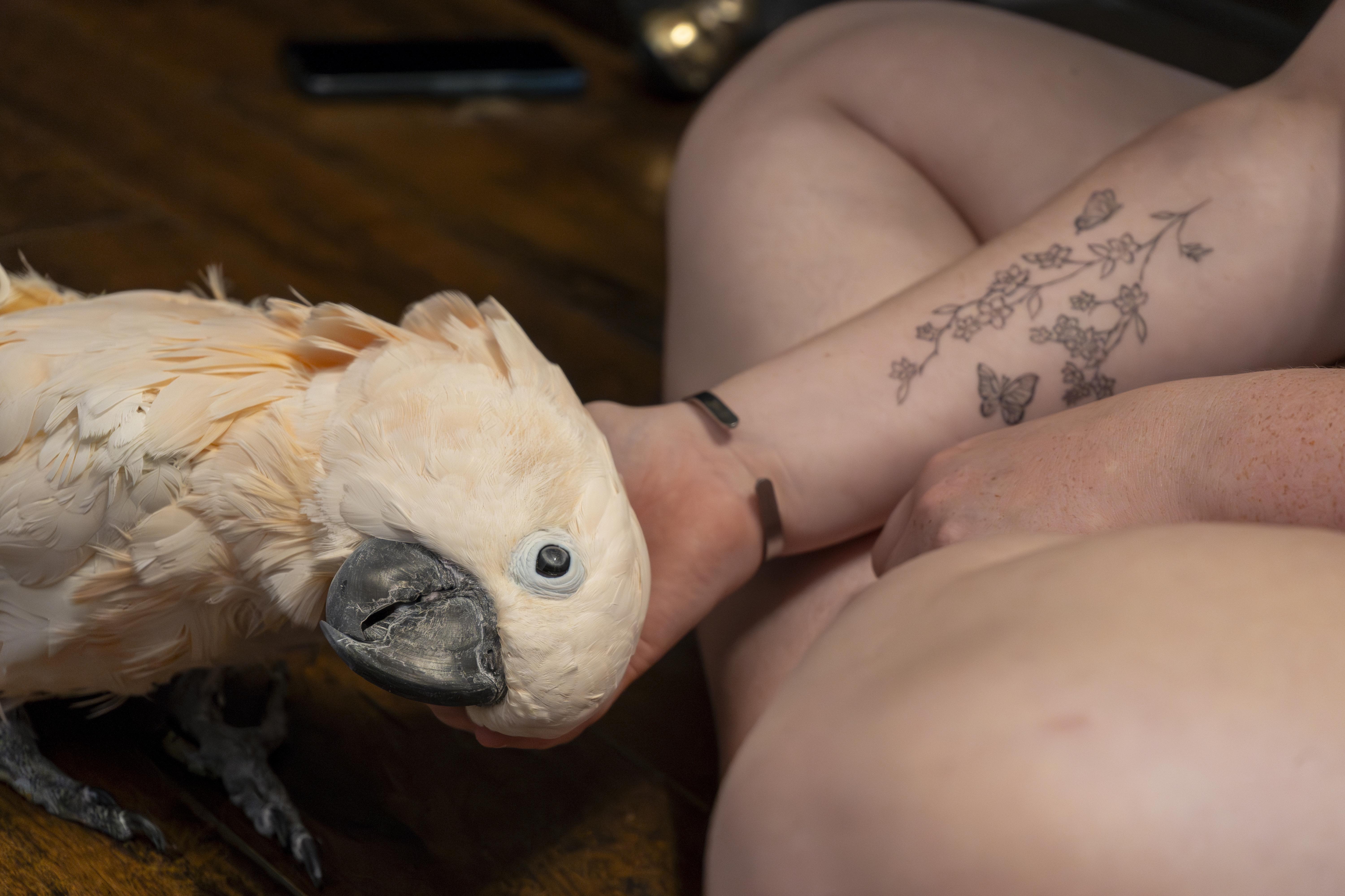 Enlarge Nixon, a Adopted Cockatoo in Dundas, ON image 2/3