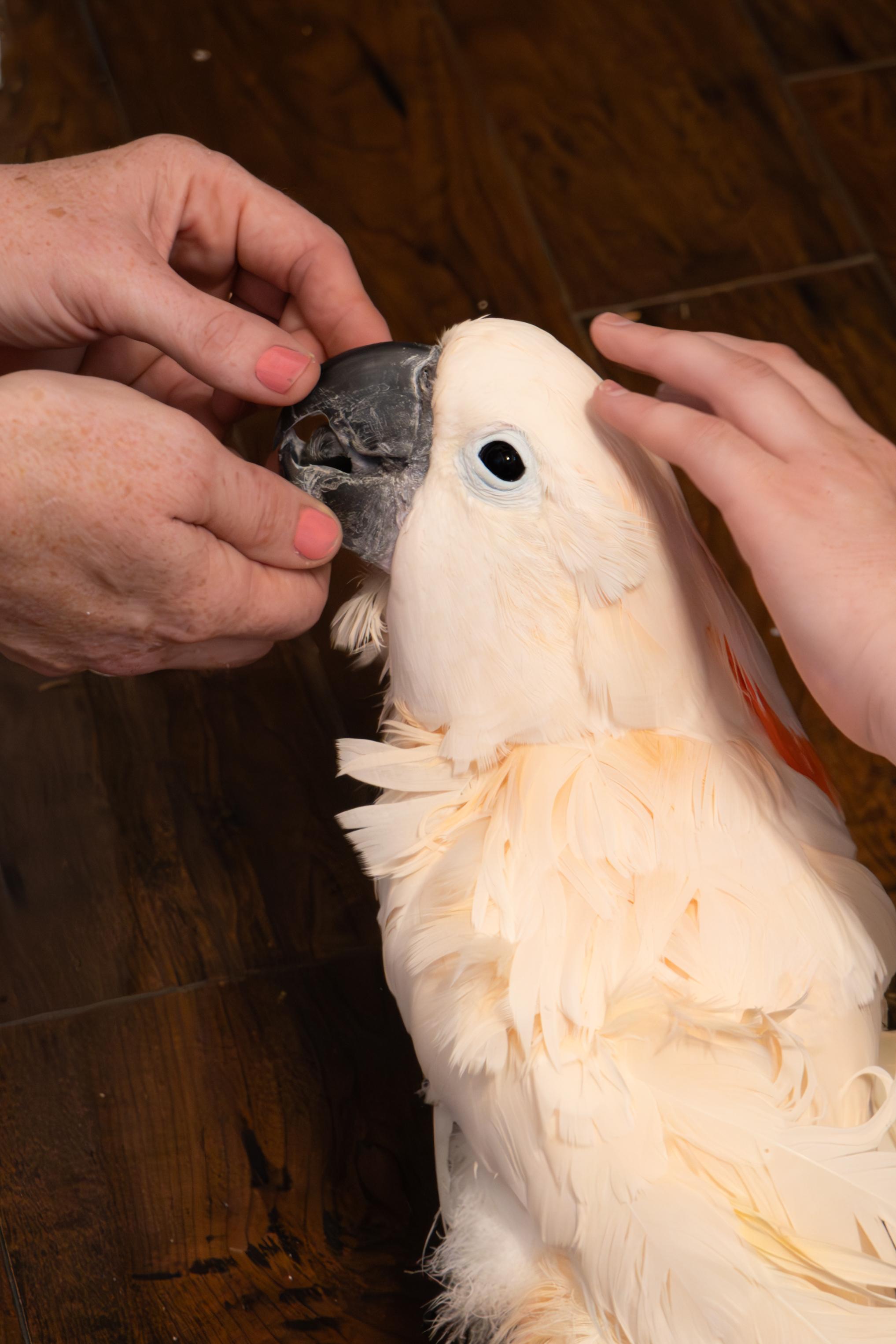 Enlarge Nixon, a Adopted Cockatoo in Dundas, ON image 3/3