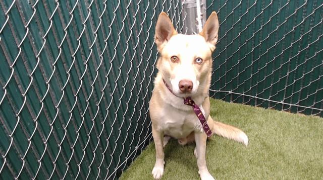 Enlarge HENRIQUE, a Adoptable Siberian Husky in Downey, CA image 1/1