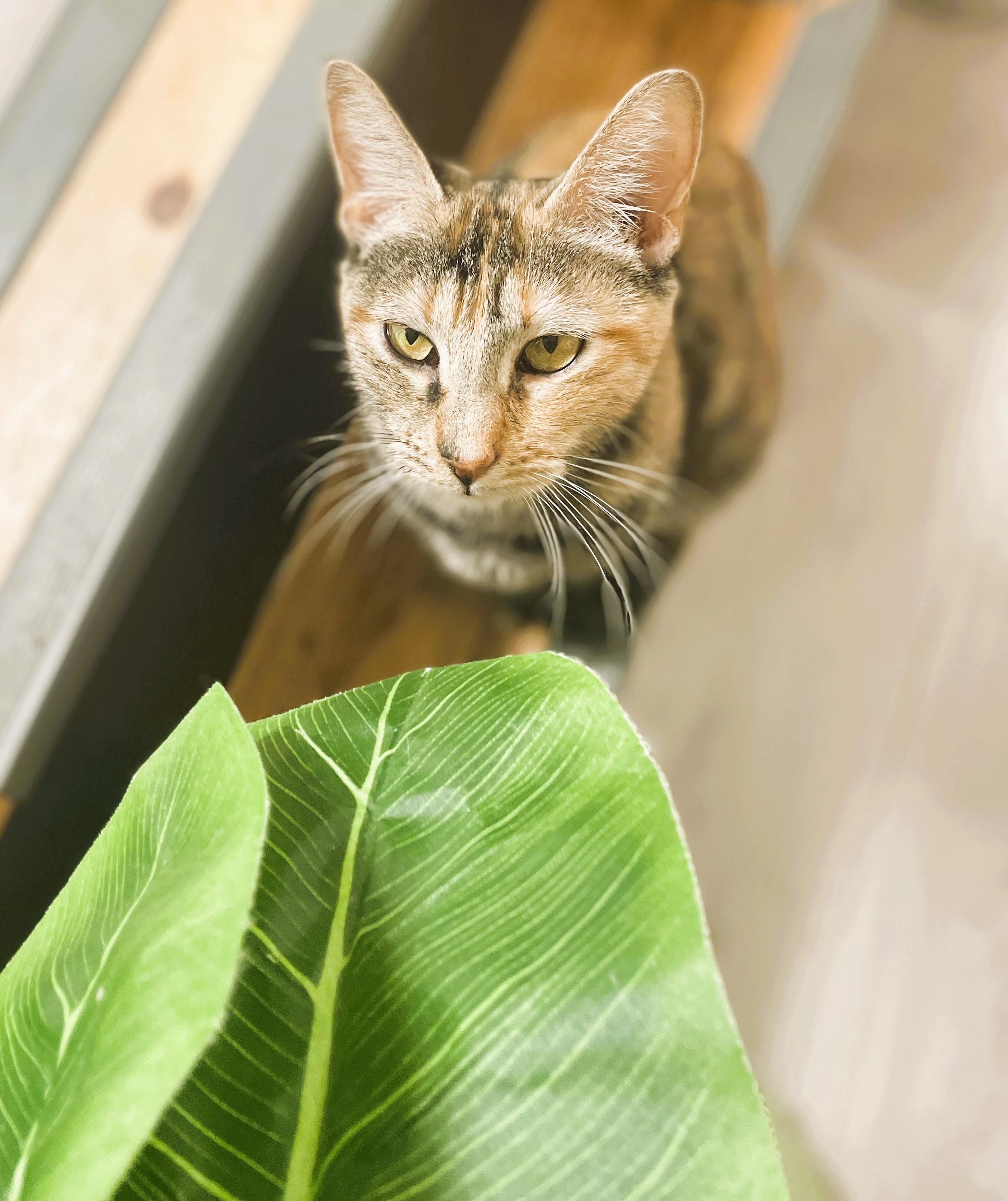 Ronnie, a Adoptable Domestic Short Hair in South Ozone Park, NY image 6/6